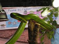 Serpent ratier a queue rouge, Ellaphe oxycephala (ord. Squamates)(ss-ord. Ophidiens)(fam. Colubrides) (Photo F. Mrugala) (2)
